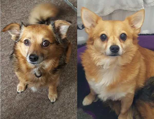 Milly and Molly - my office companions